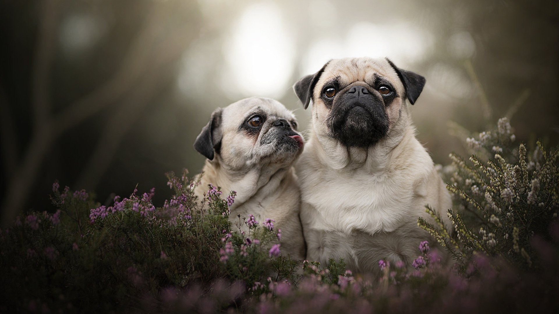 FBSPORTS-_篮网队全员到位，比赛渐入佳境_，篮网全队名单