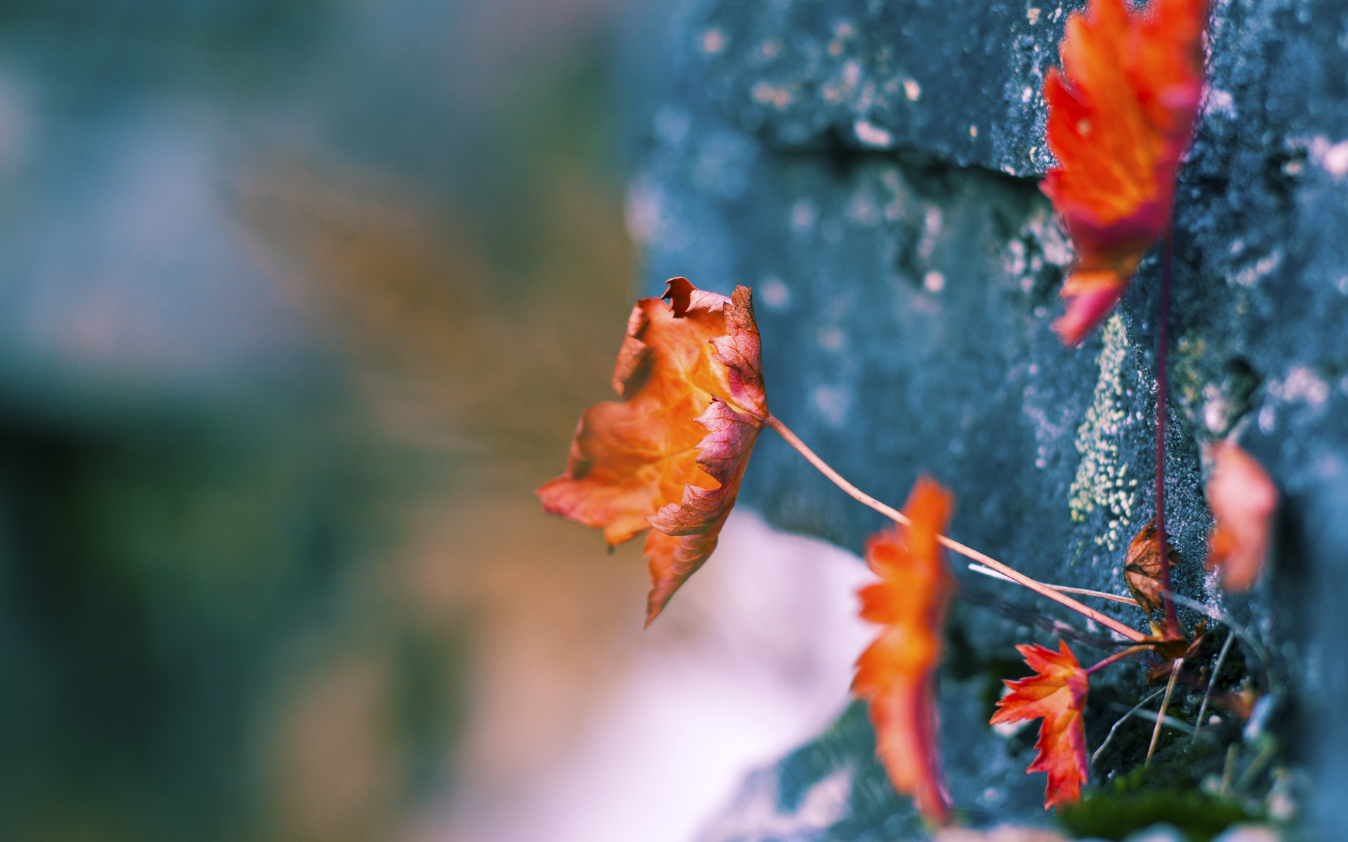 FB体育官方网站-全国武馆武术比赛，传承中华武艺魅力无限，2019全国武术馆校赛规程