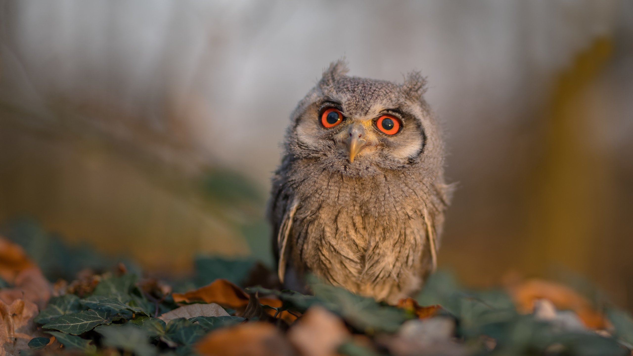 FB体育娱乐-共同的梦想:车手与团队的拼搏瞬间,车手的意义