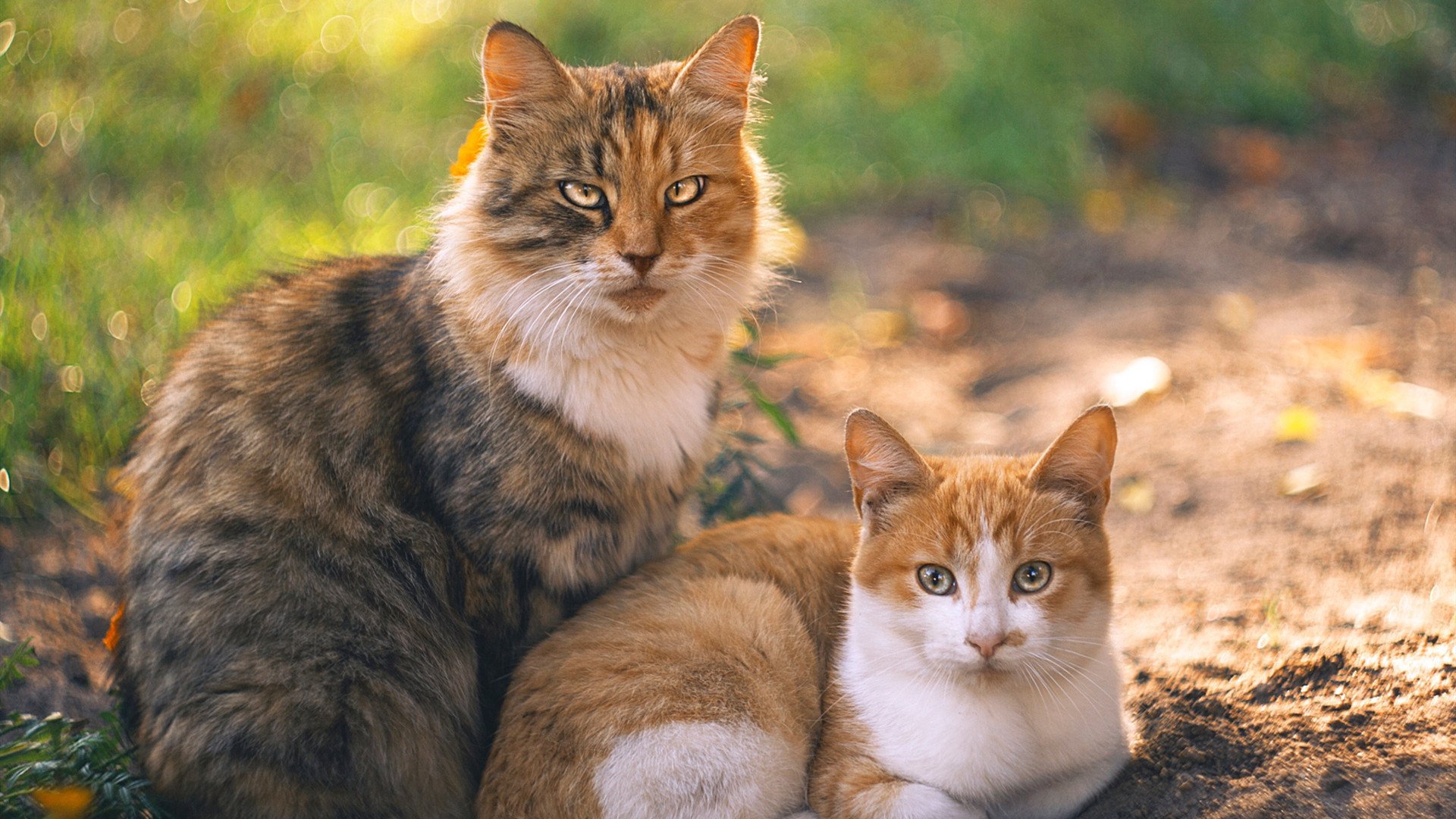 FB体育下载-新锐裁判员在比赛中表现优异，未来可期，裁判组纳新