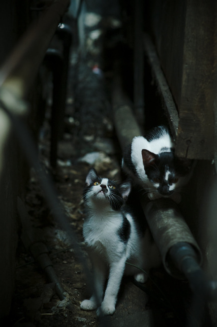 FB体育注册网址-泰国骑手Natchinapha Rattanachotirat在“Princess’s Cup Thailand 2024”中赢得FEI SEA Cup冠军，展现出色表现。