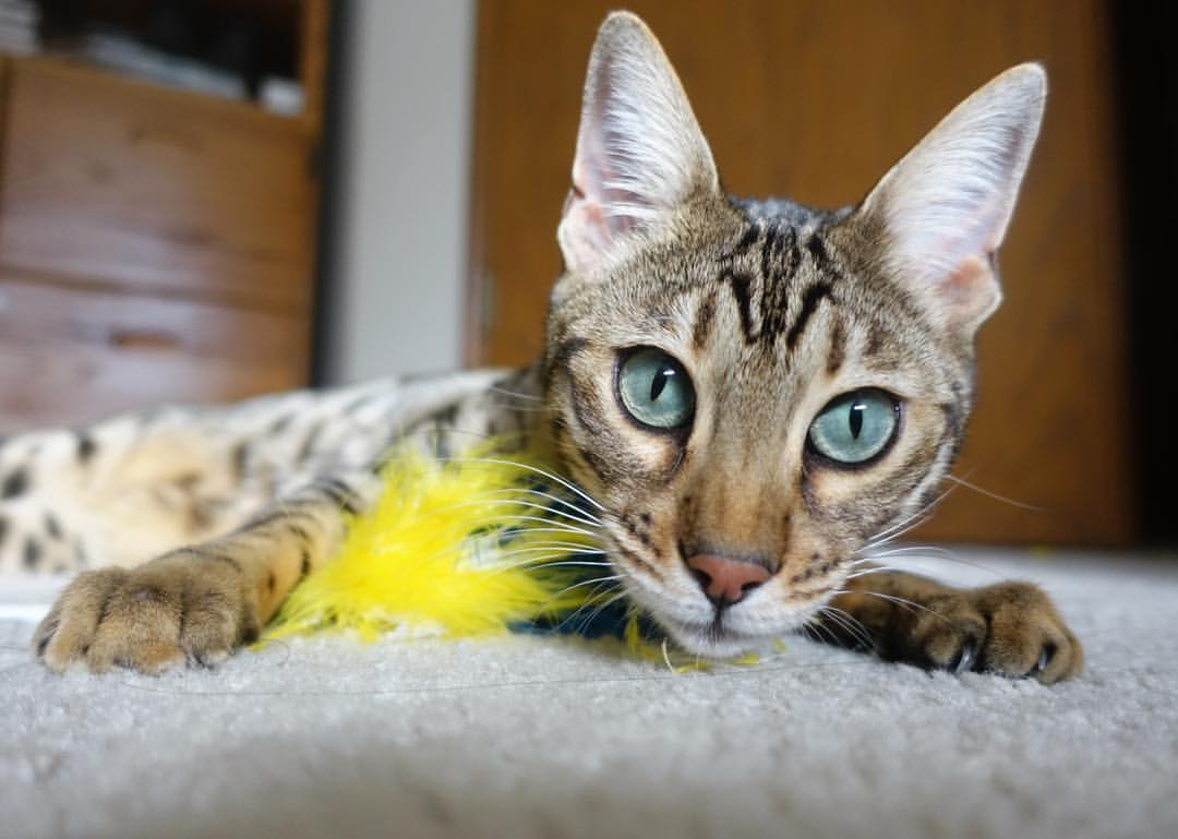 FB体育-多特蒙德球队神勇表现,势不可挡领跑榜首,多特蒙德队史十大球星