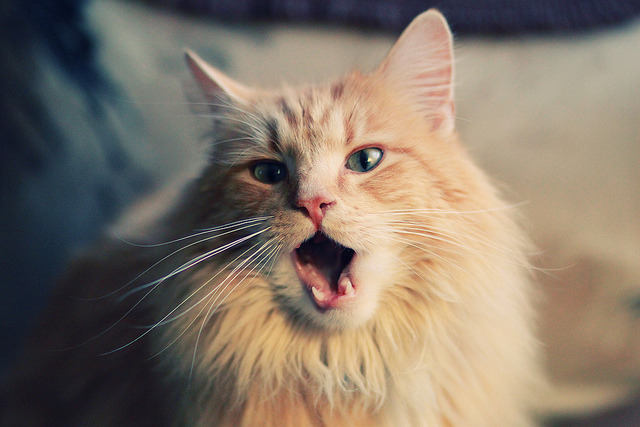 FB体育注册网址-南美风格对决西甲铁血战术，谁更胜？，南美风格对决西甲铁血战术,谁更胜一筹